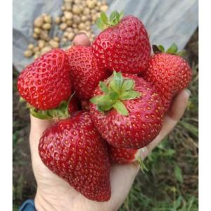 Клубника "МАГНУС" (6 шт.)