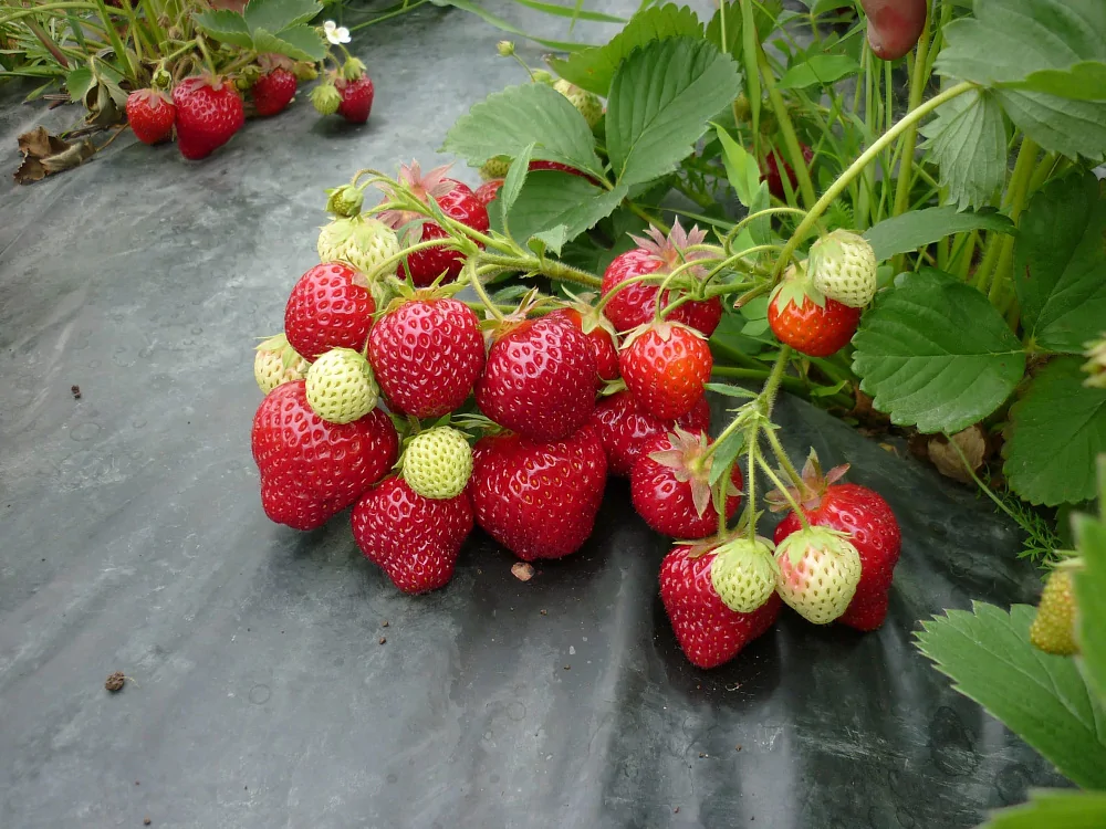 Клубника "ХОНЕЙ" ( 6 шт.)